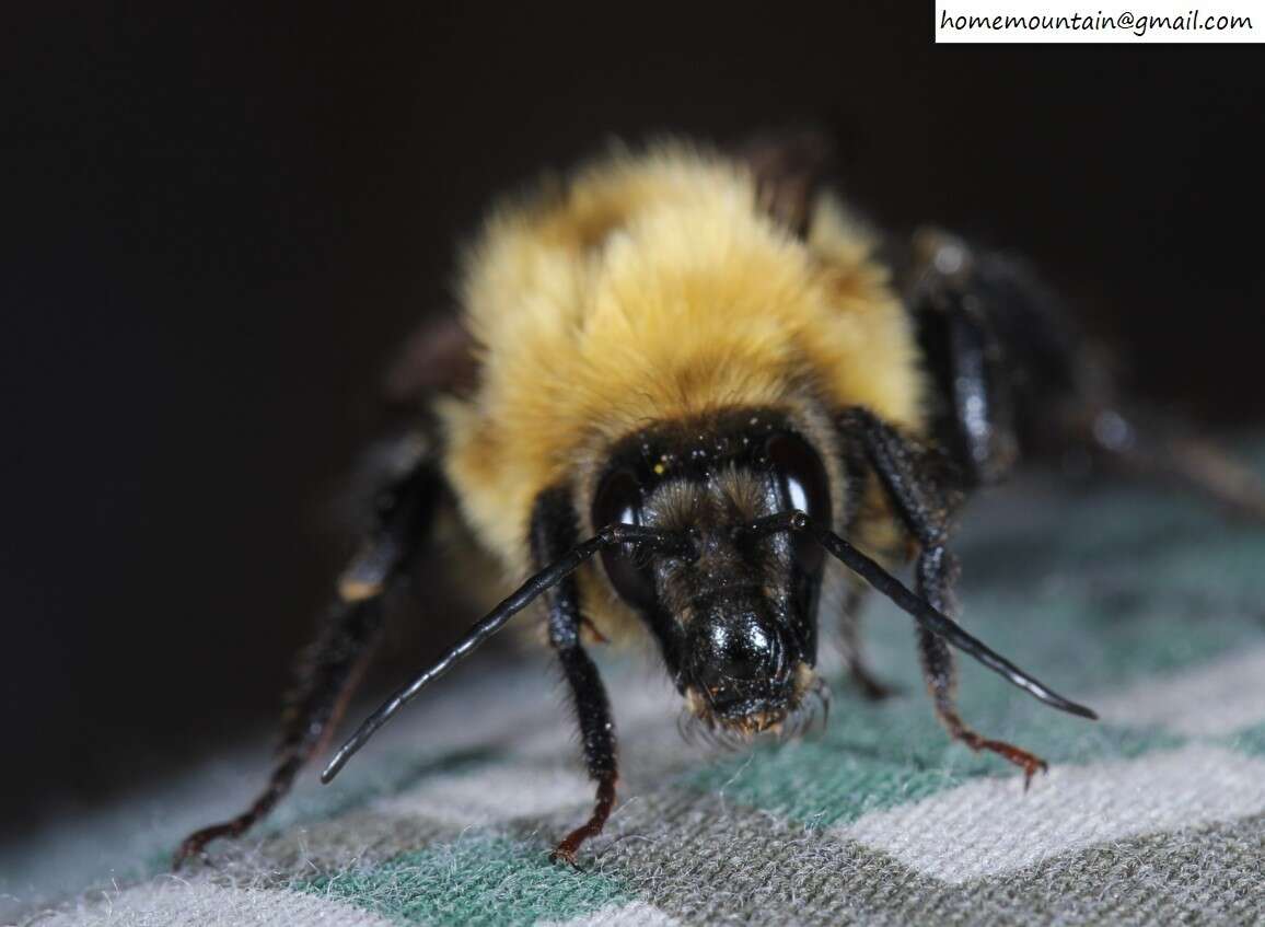 Image of Bombus koreanus (Skorikov 1933)