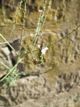 Image of herb of the cross