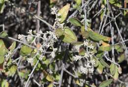 Image of Texas shrub