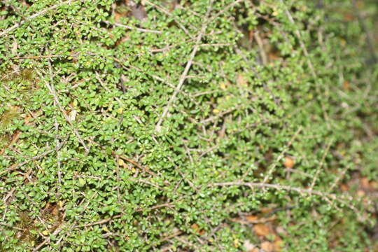 Image of Coprosma depressa Colenso ex Hook. fil.