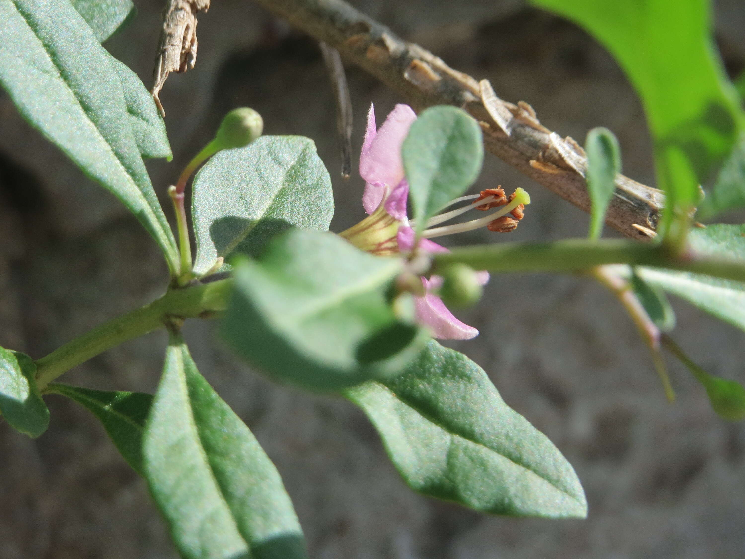 Image of matrimony vine