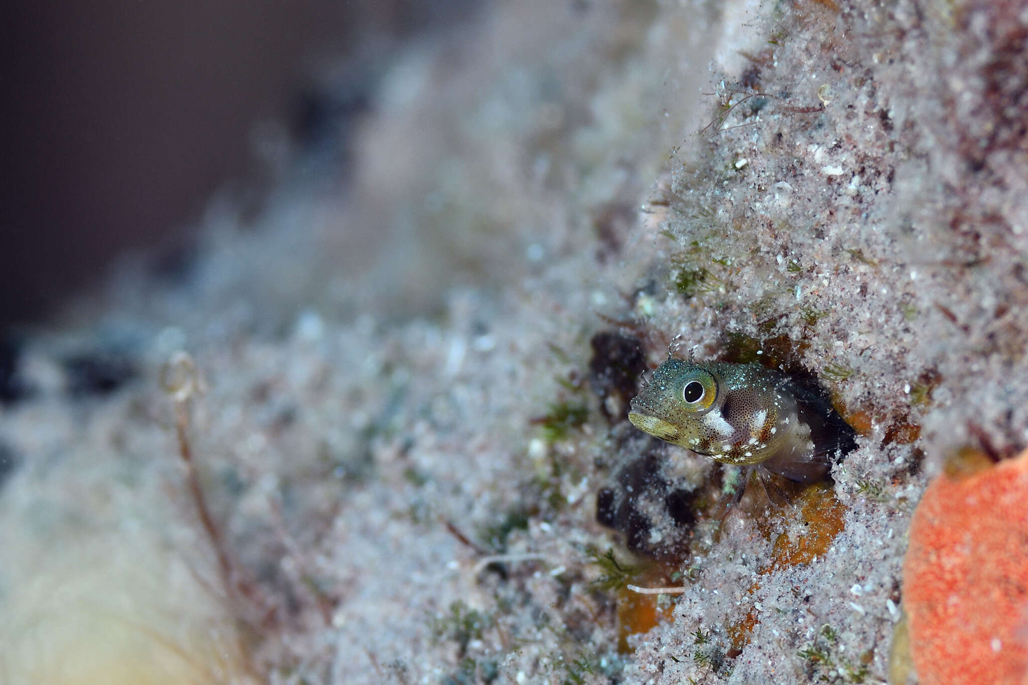 Image of Spiny blenny