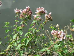 Image of oregano