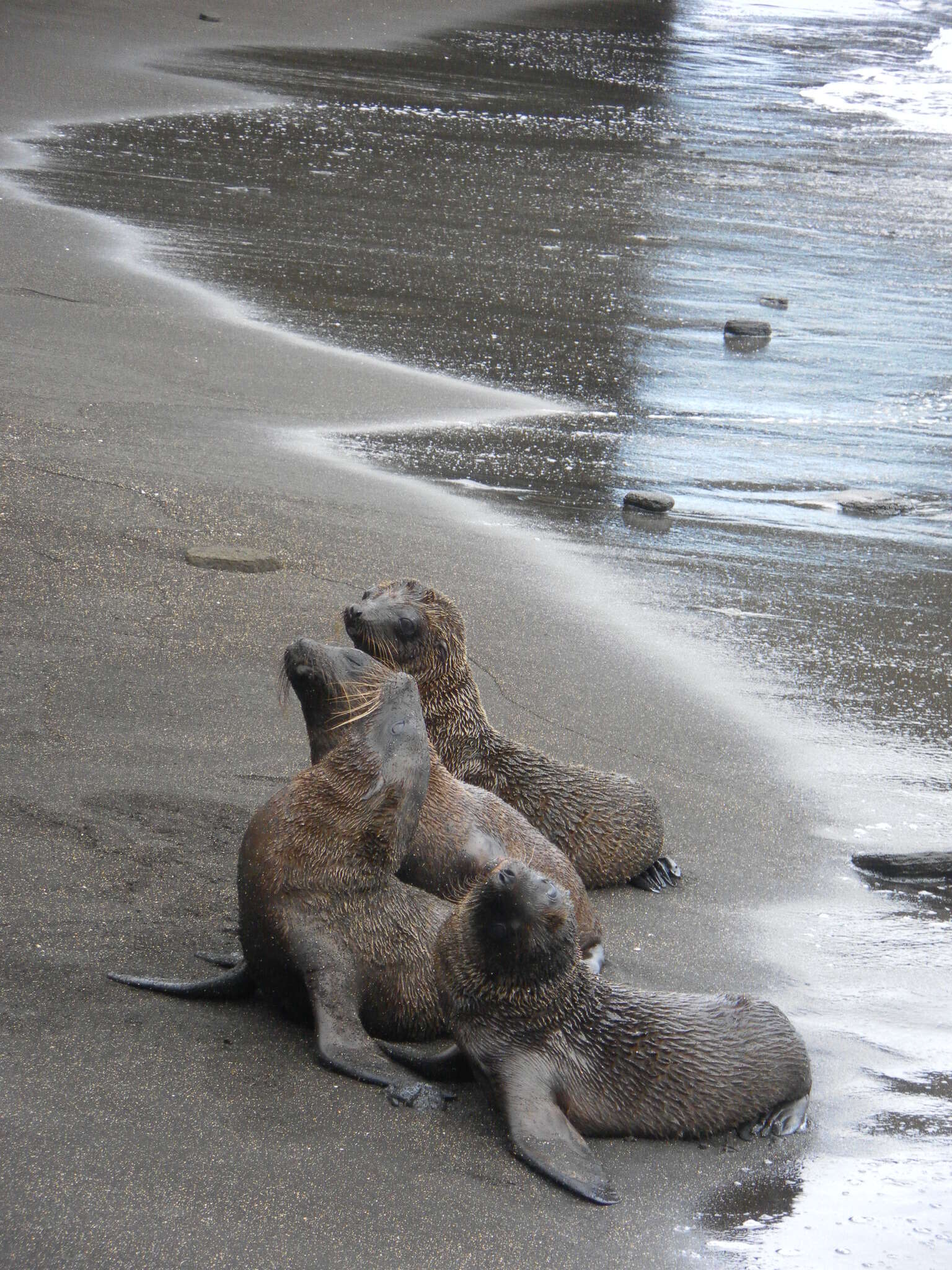 Image of Sea Lion