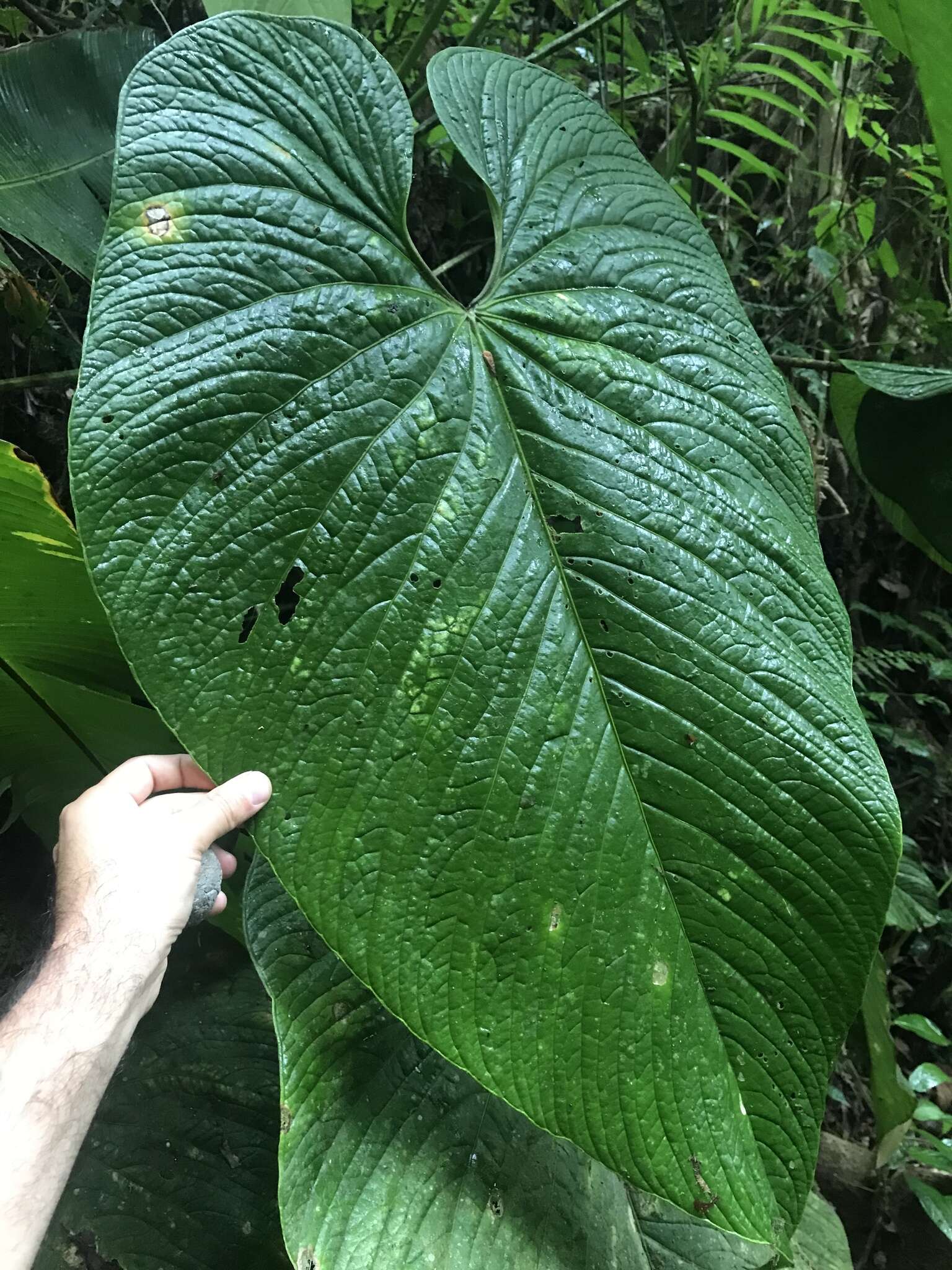 Image of Anthurium caperatum Croat & R. A. Baker