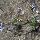 Image of Oriental asperula