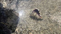 Image of Mediterranean intertidal hermit crab