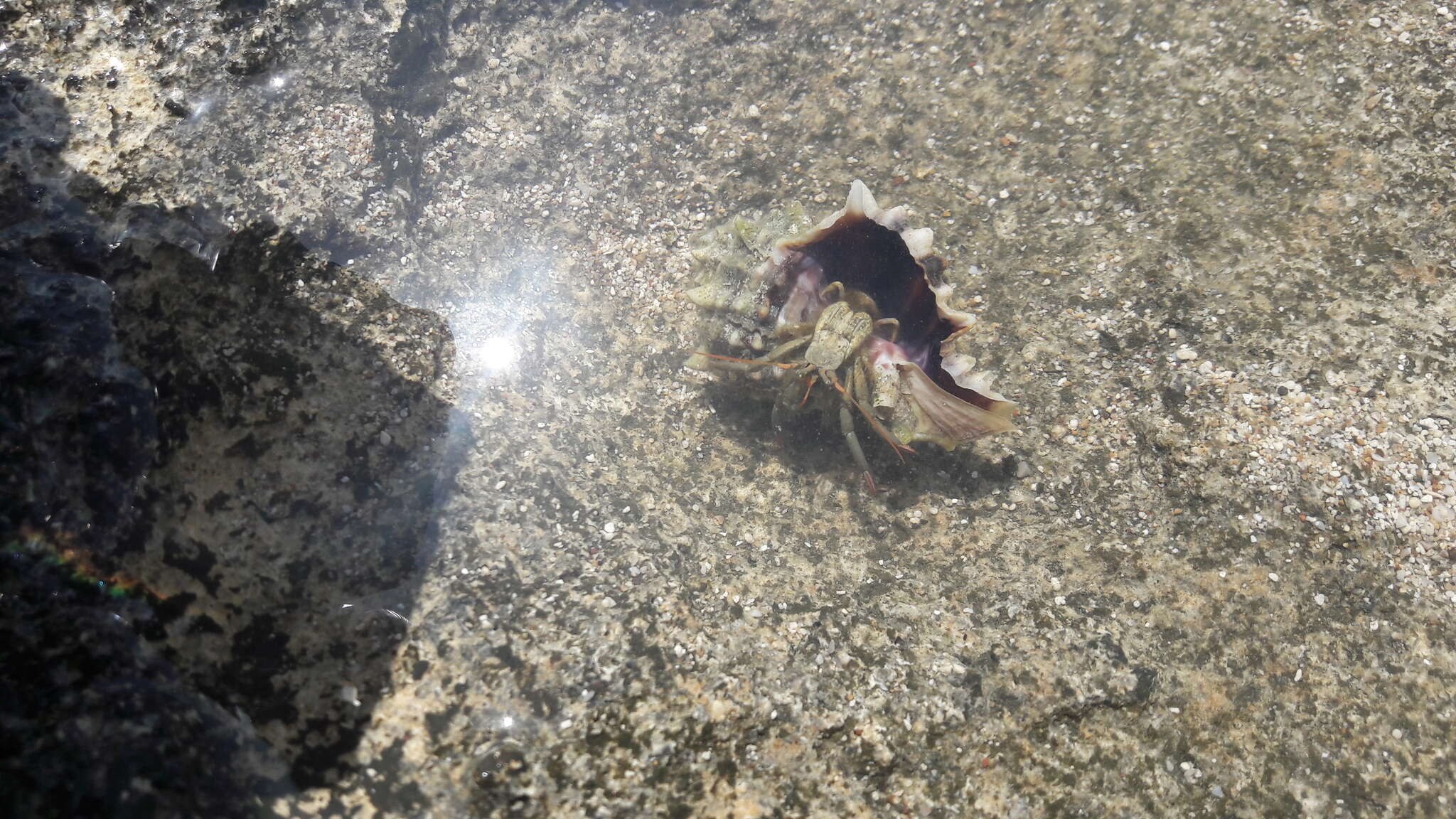 Image of Mediterranean intertidal hermit crab