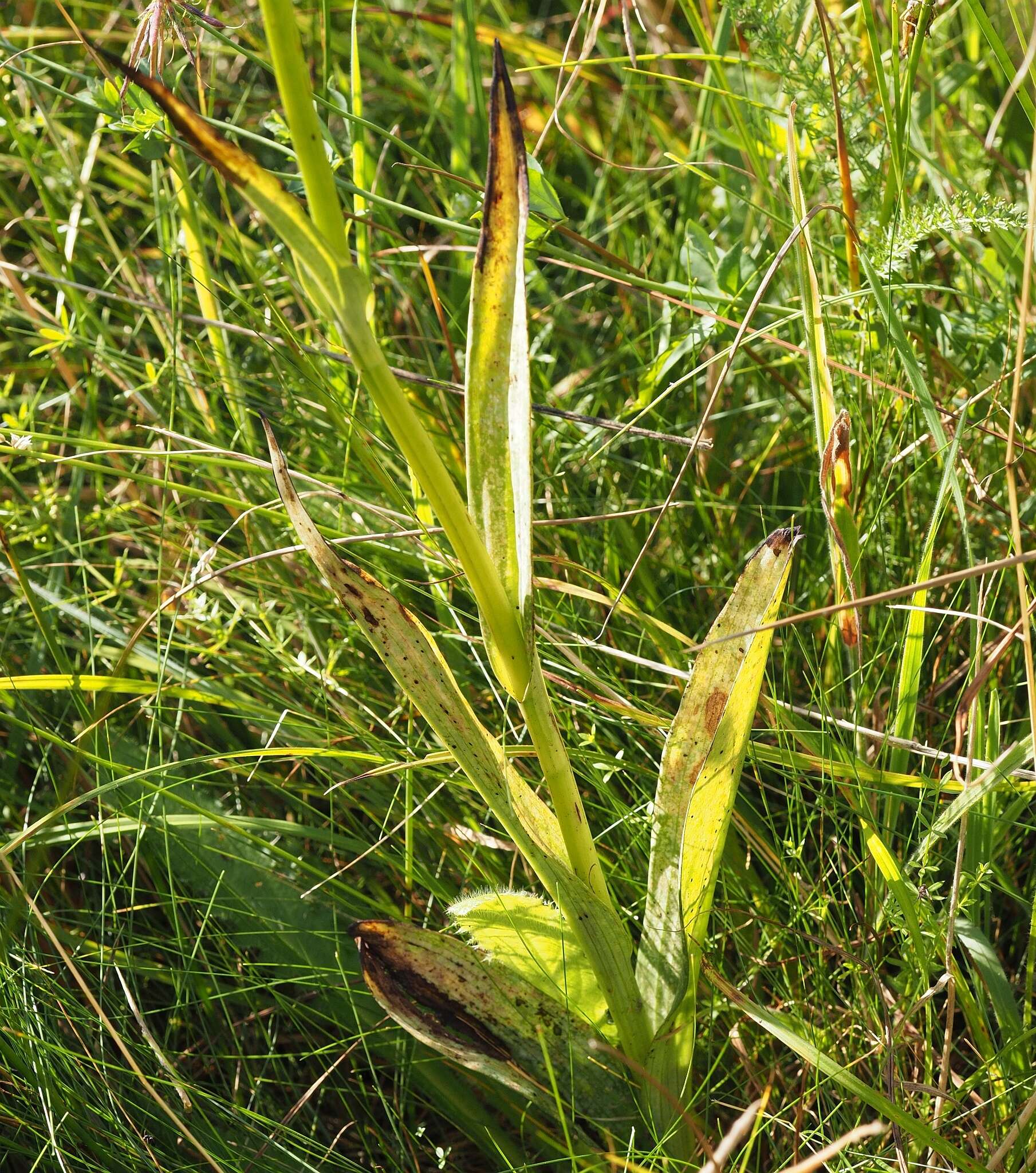 Image of Western Marsh-orchid