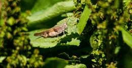 Trimerotropis modesta Bruner & L. 1889 resmi