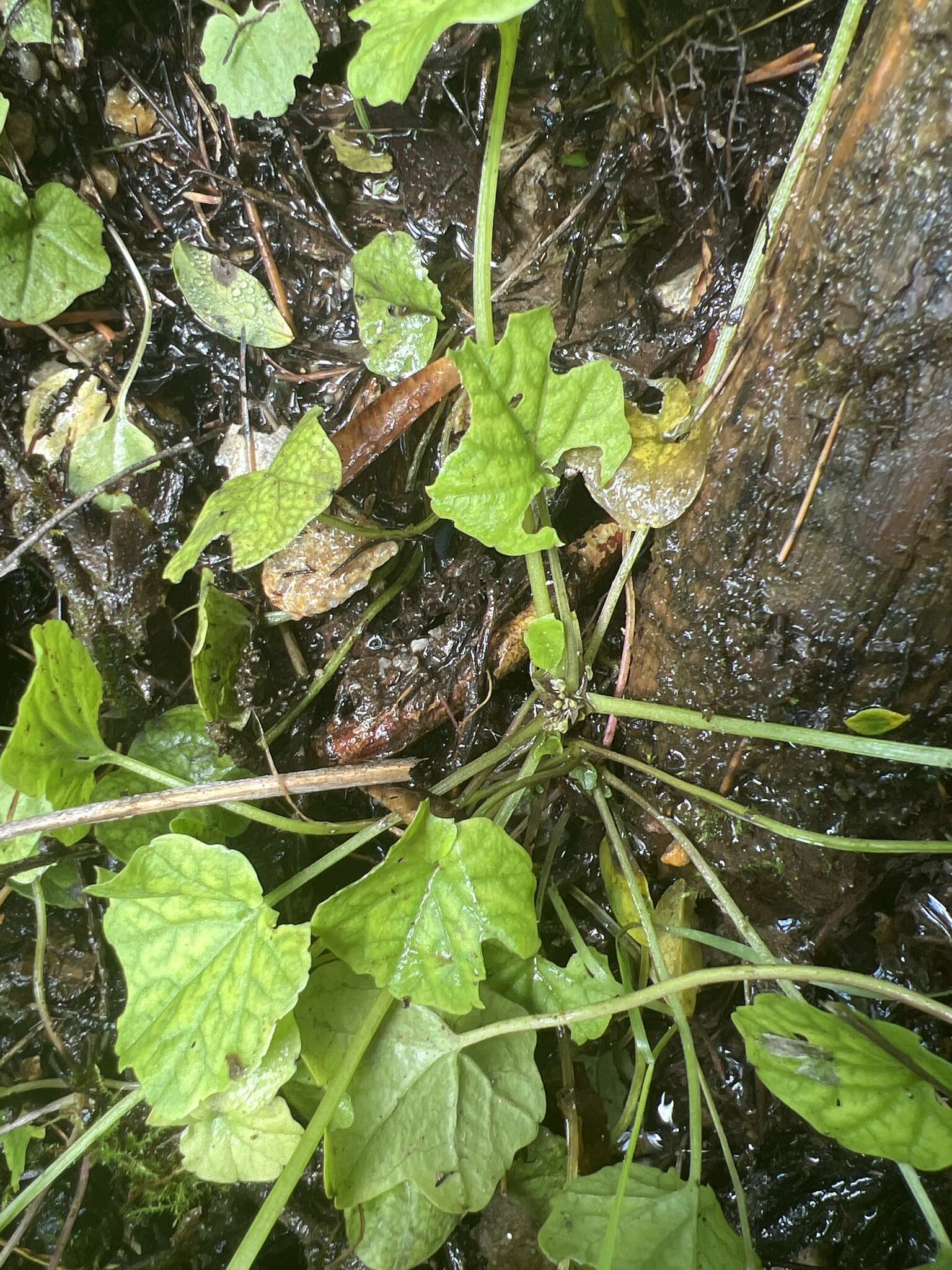 Image of Megadenia pygmaea Maxim.