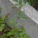 Image of Ampelopsis japonica (Thunb.) Makino