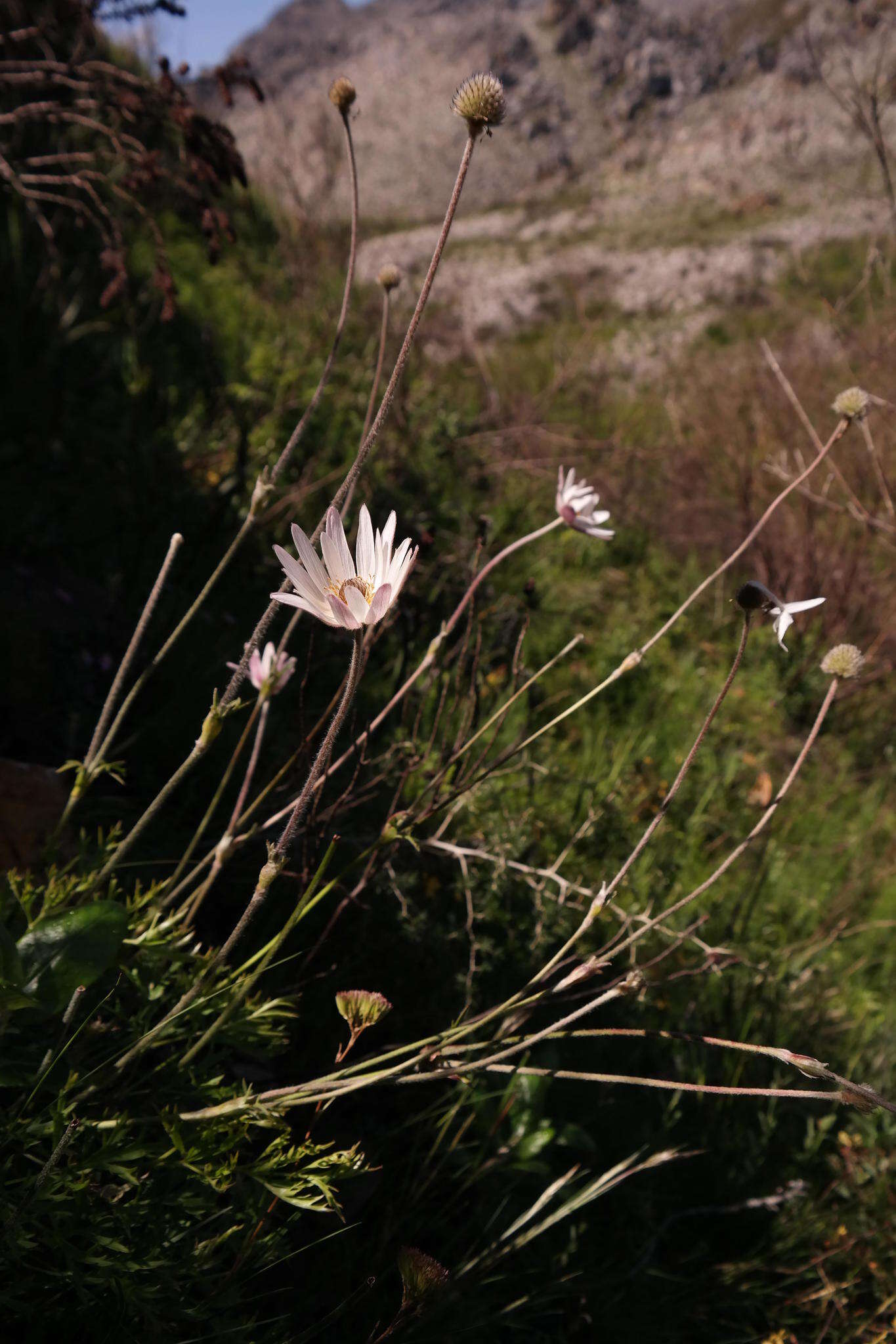 Imagem de Knowltonia tenuifolia (L. fil.) Mosyakin