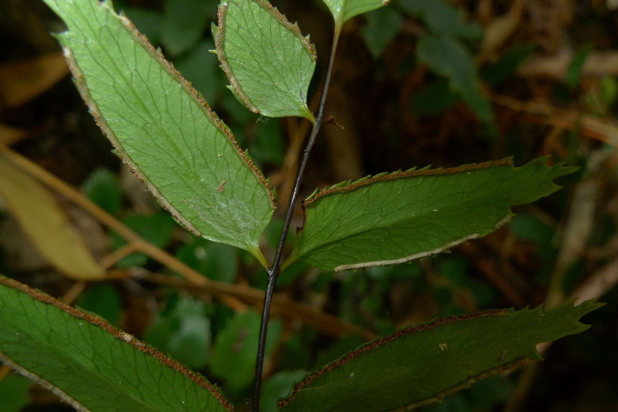 Image of Lindsaea vieillardii Mett.