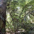 Image of Cycad