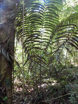 Image of Cycad