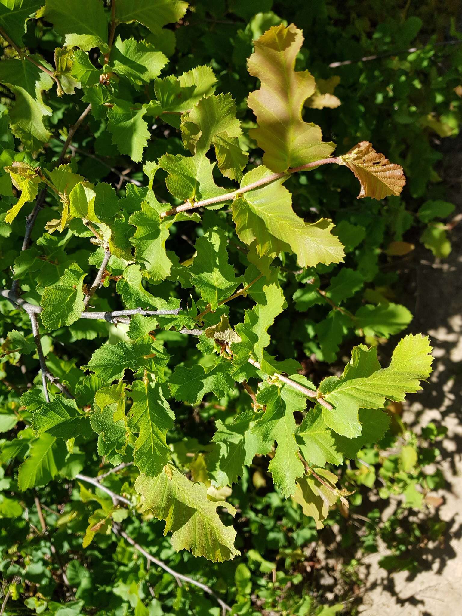 Plancia ëd Nothofagus glauca (Phil.) Krasser