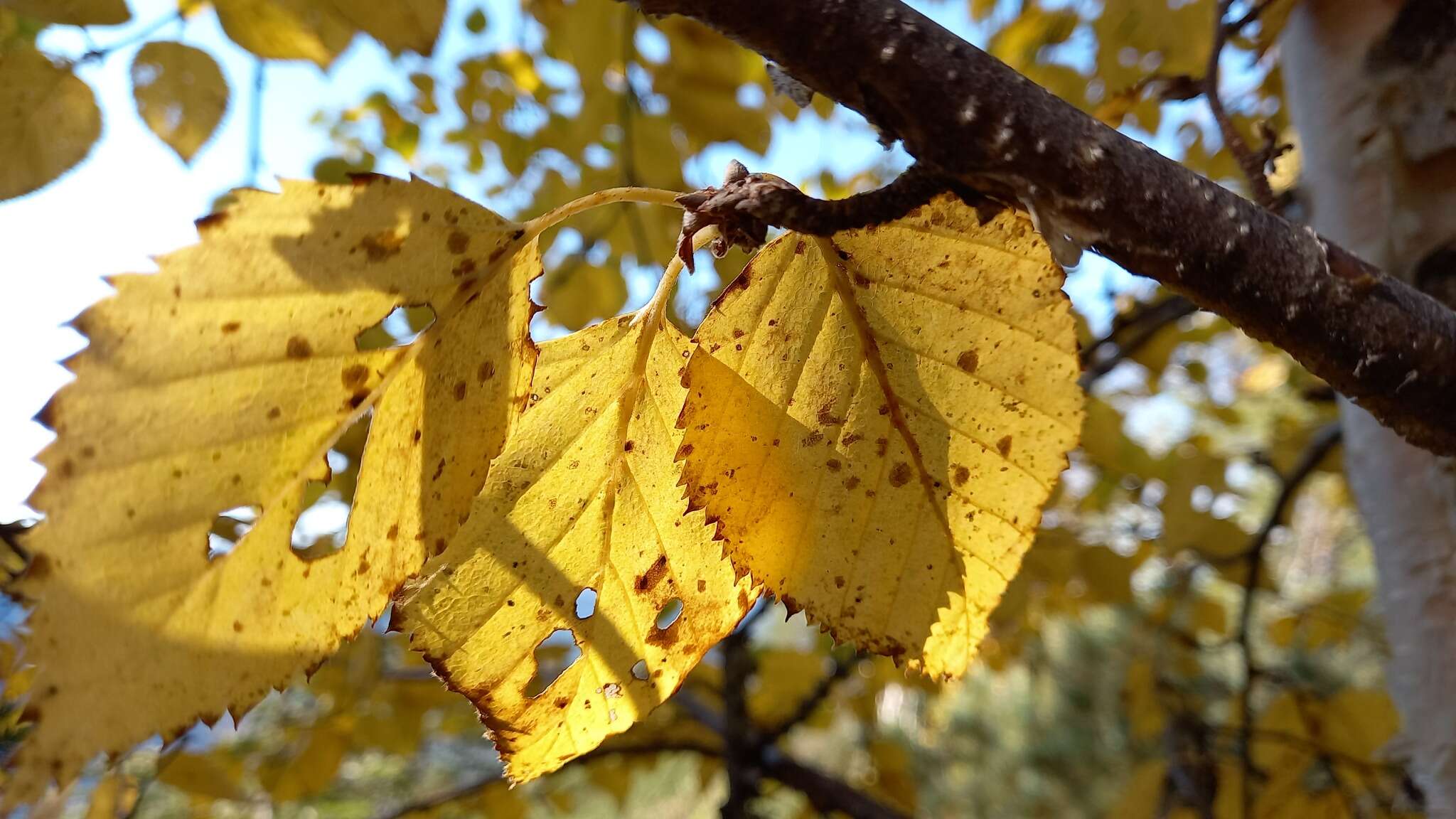 Image of Betula costata Trautv.