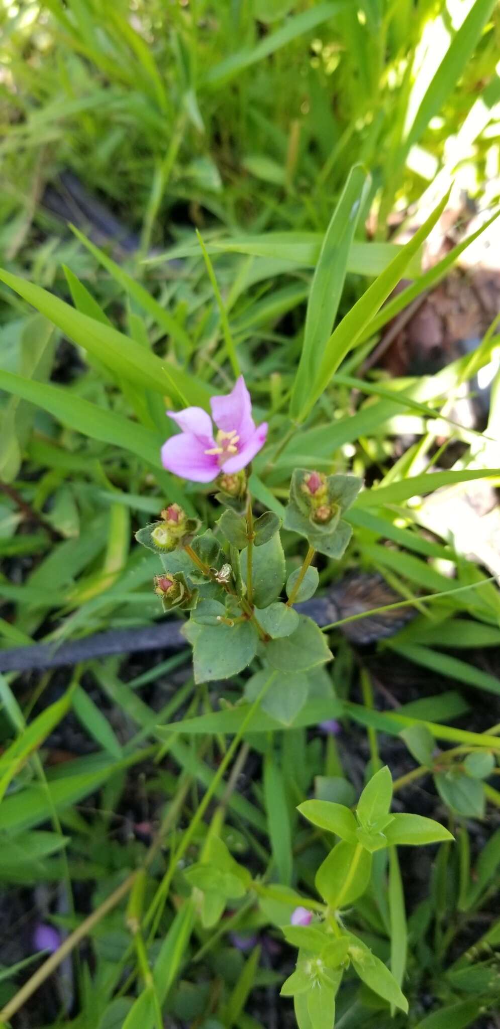 Imagem de Rhexia nuttallii C. W. James