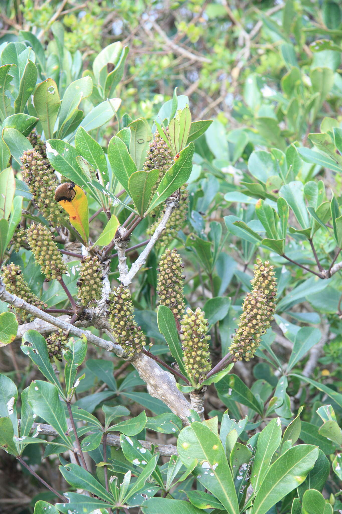 Cussonia thyrsiflora Thunb. resmi