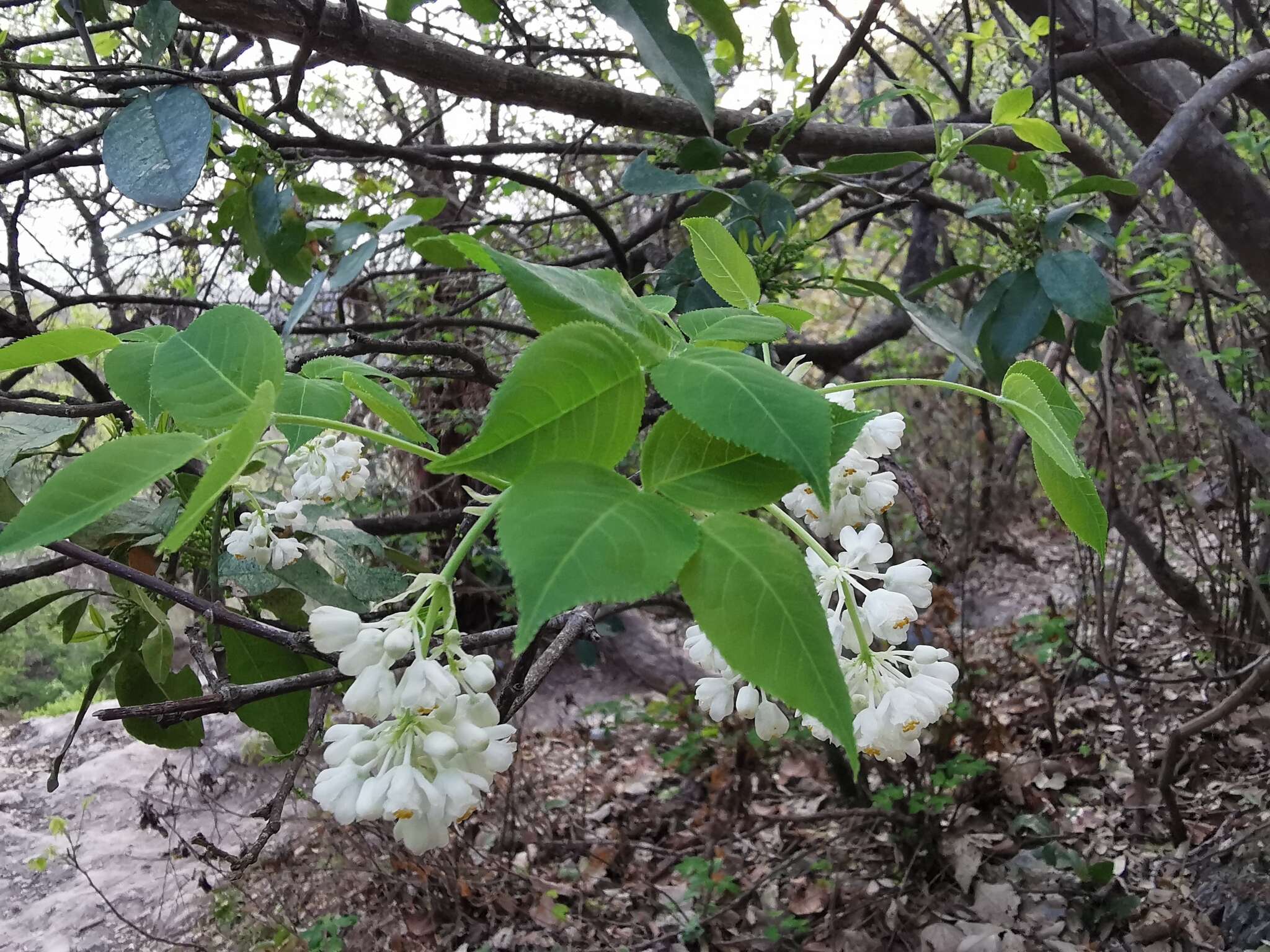 Image of Staphylea pringlei S. Wats.