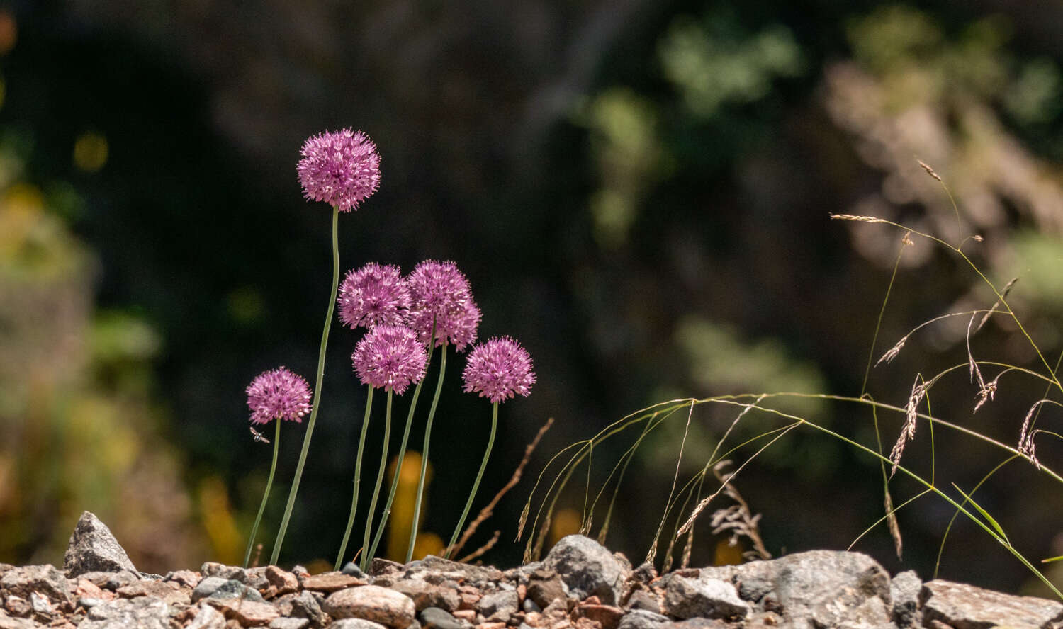 Allium pallasii Murray resmi