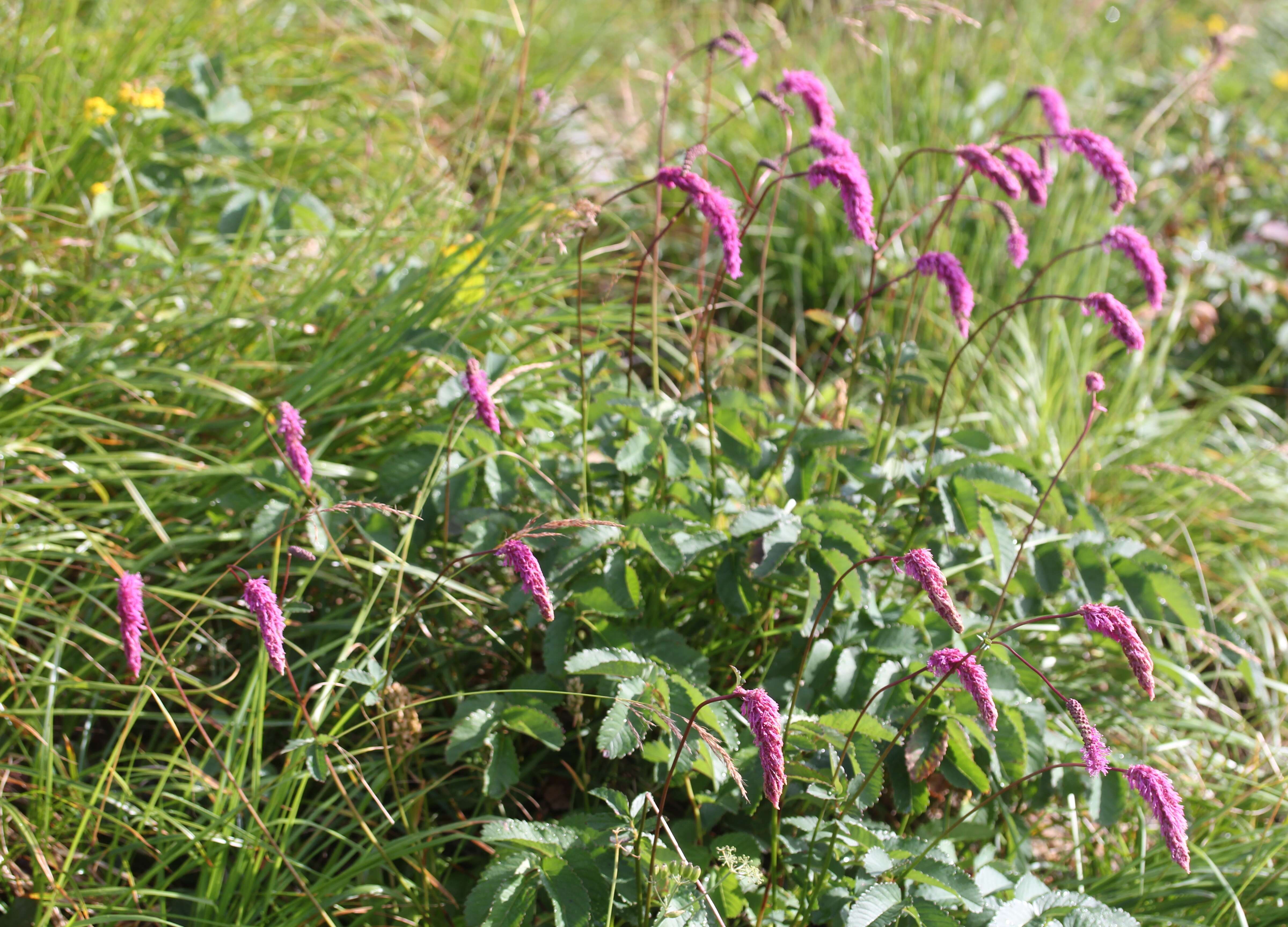 Слика од Sanguisorba hakusanensis Makino
