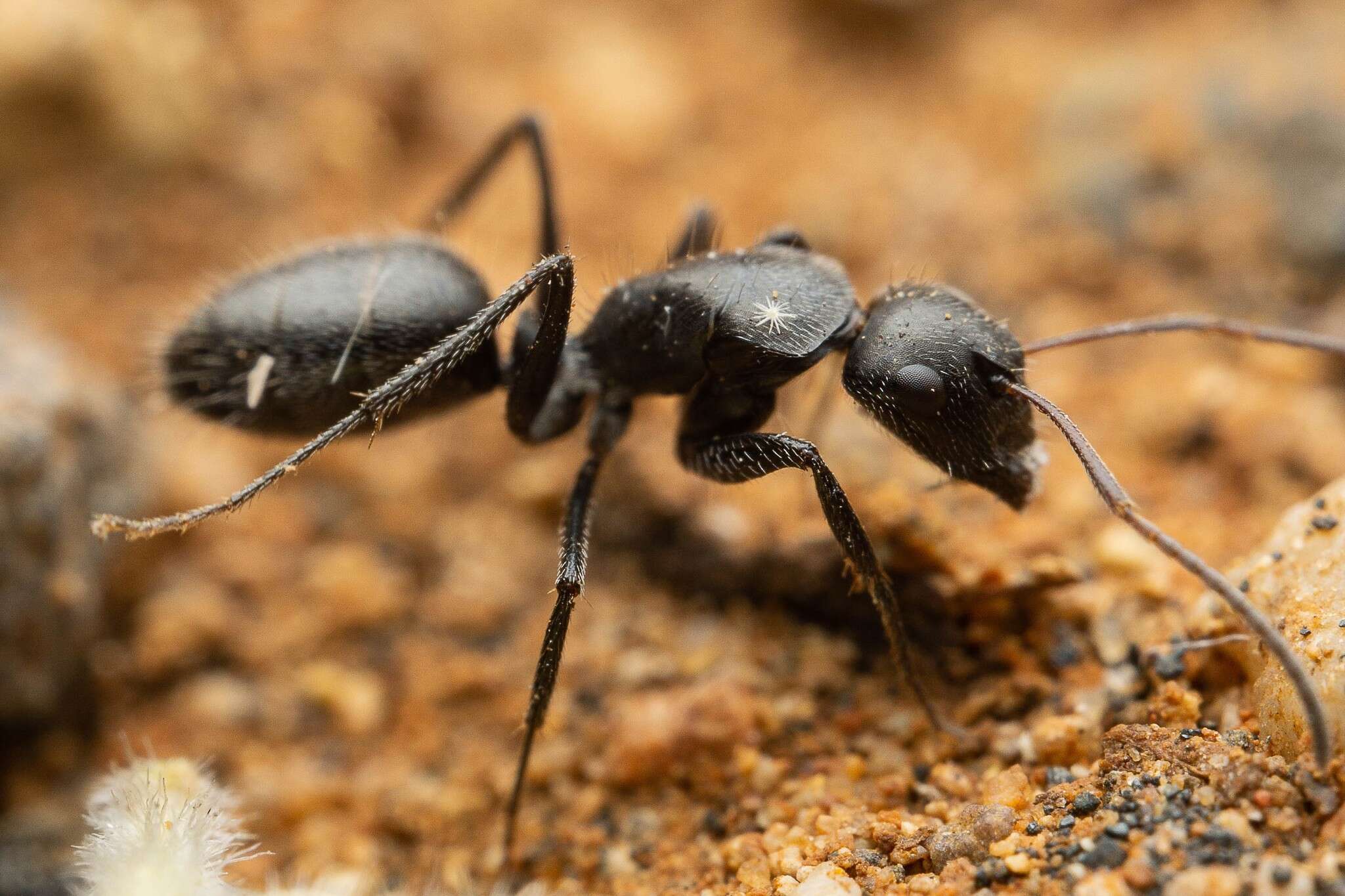 Image of Camponotus trepidulus Creighton 1965