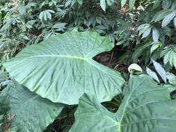 Alocasia odora (G. Lodd.) Spach resmi