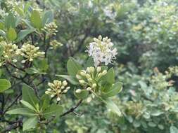 Imagem de Rhododendron micranthum Turcz.