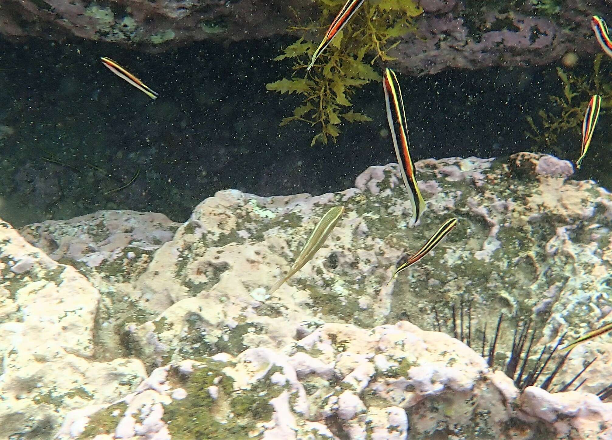 Image of Blue-ribbon wrasse