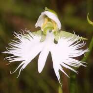 Pecteilis radiata (Thunb.) Raf. resmi