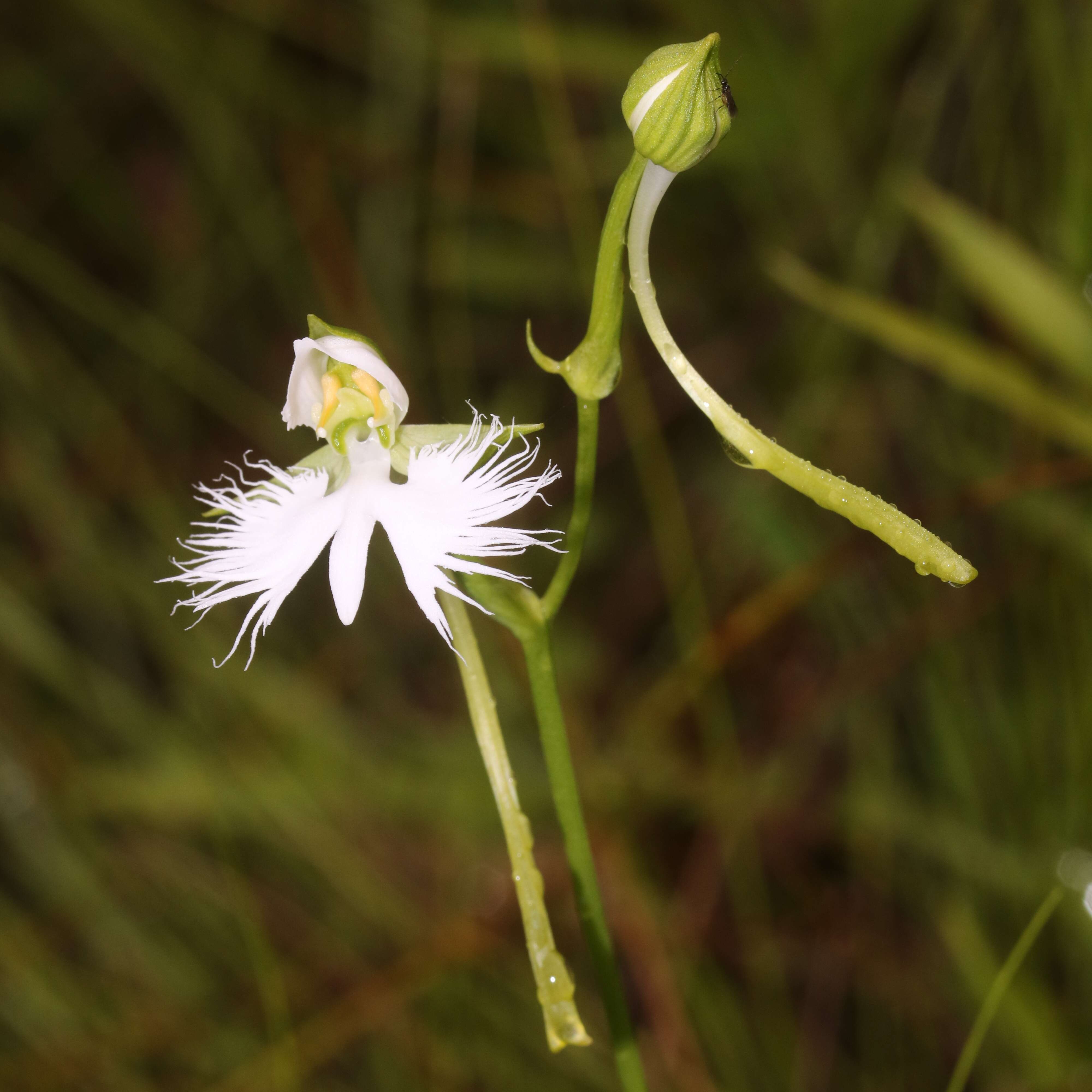 Image of Fringed orchid