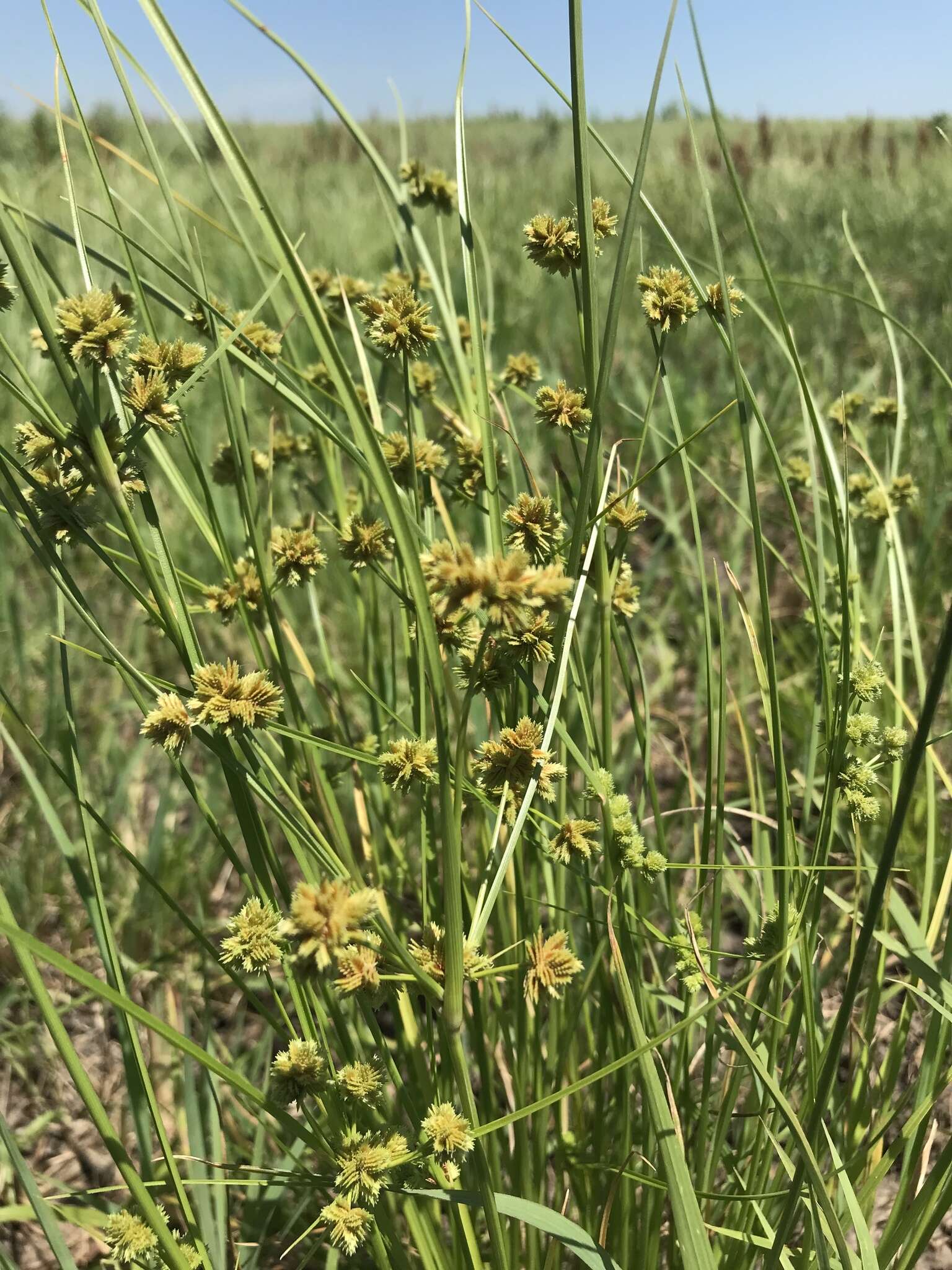 Слика од Cyperus acuminatus Torr. & Hook.