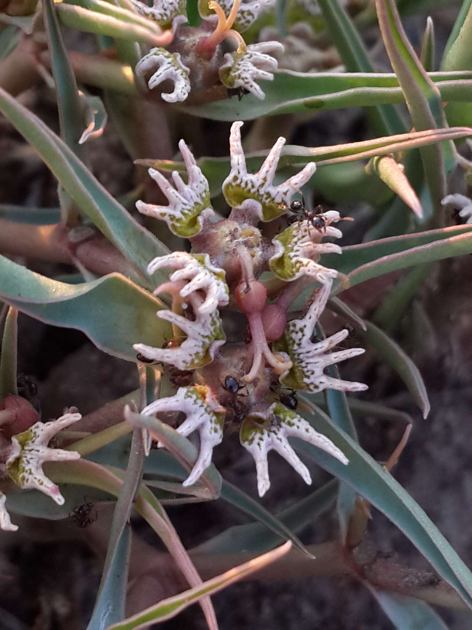 Image of Euphorbia pseudotuberosa Pax