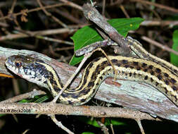 Image of Thamnophis sirtalis sirtalis (Linnaeus 1758)