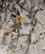 Image of Hermannia decumbens Willd.