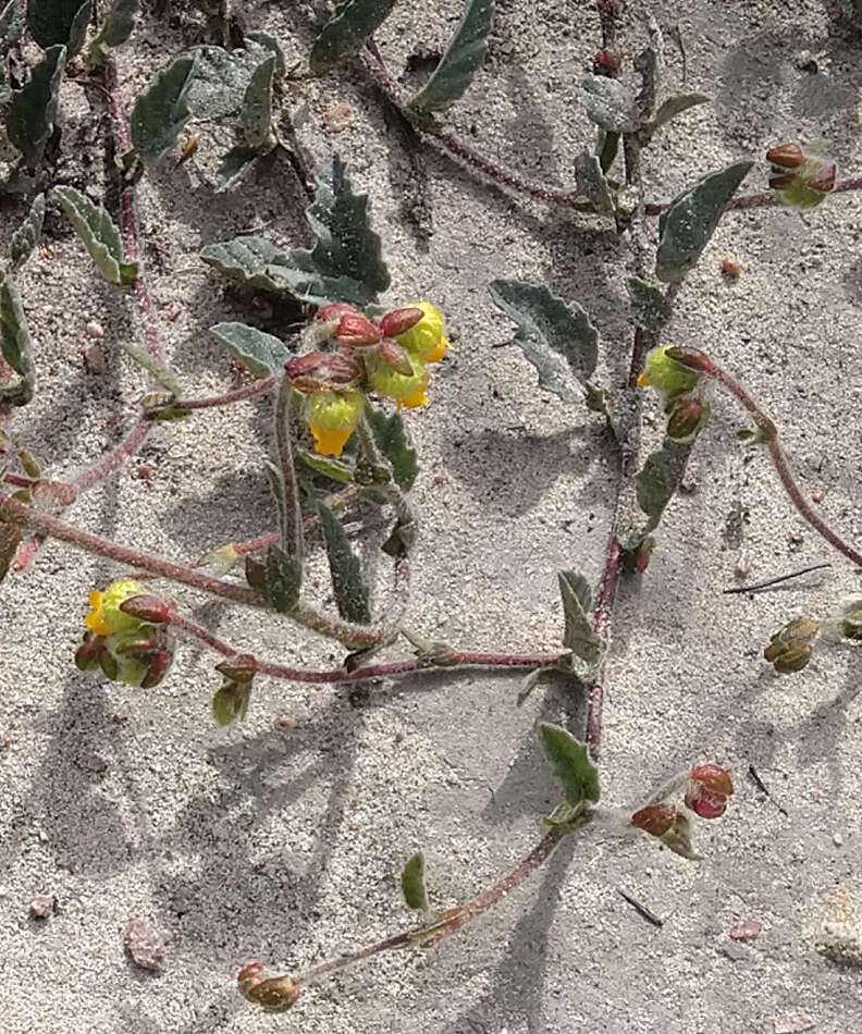 Image of Hermannia decumbens Willd.