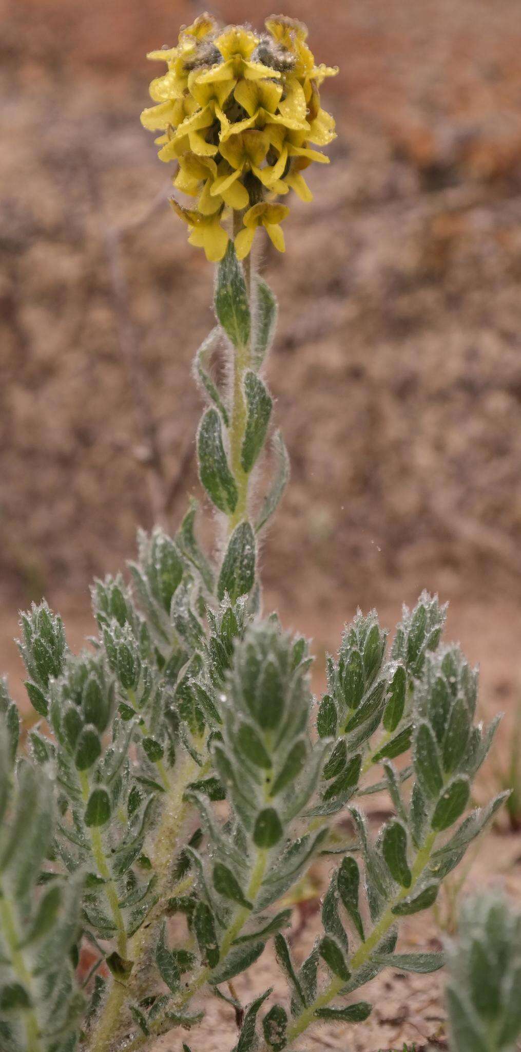 Plancia ëd Lotononis hirsuta (Thunb.) D. Dietr.