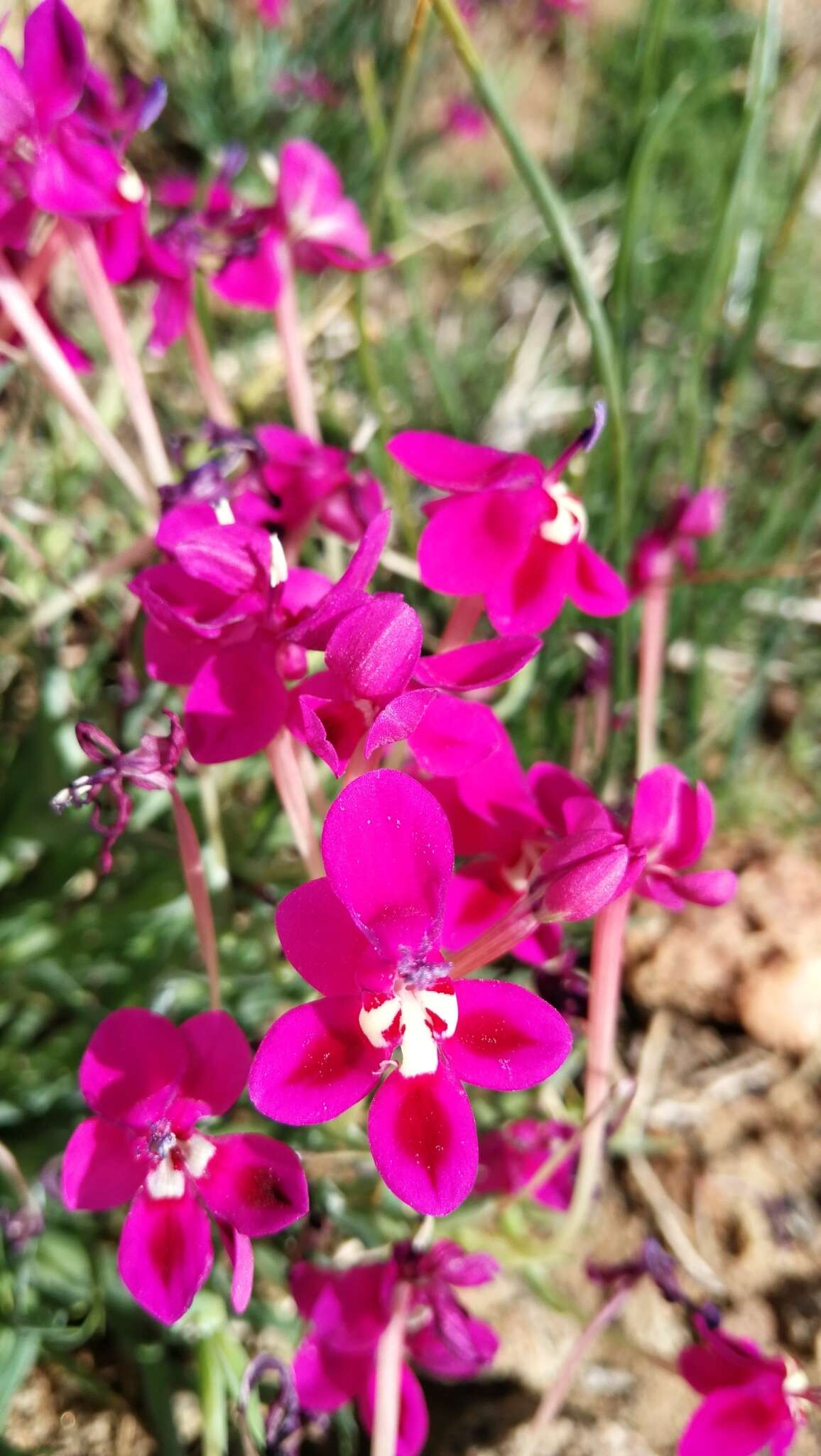 Image of Lapeirousia silenoides (Jacq.) Ker Gawl.