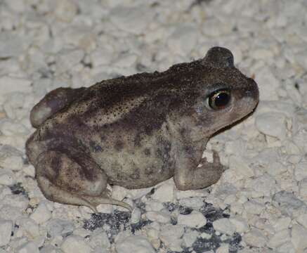 Image of Hurter’s Spadefoot