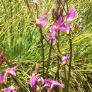 Слика од Dodecatheon subalpinum Eastw.