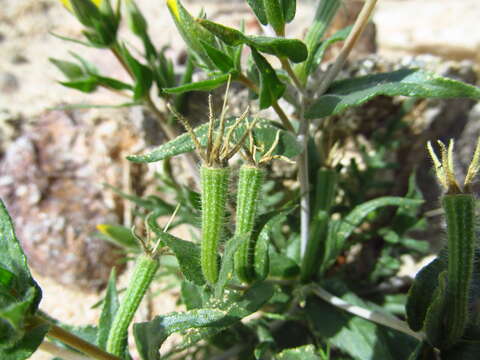 Image of pinyon blazingstar