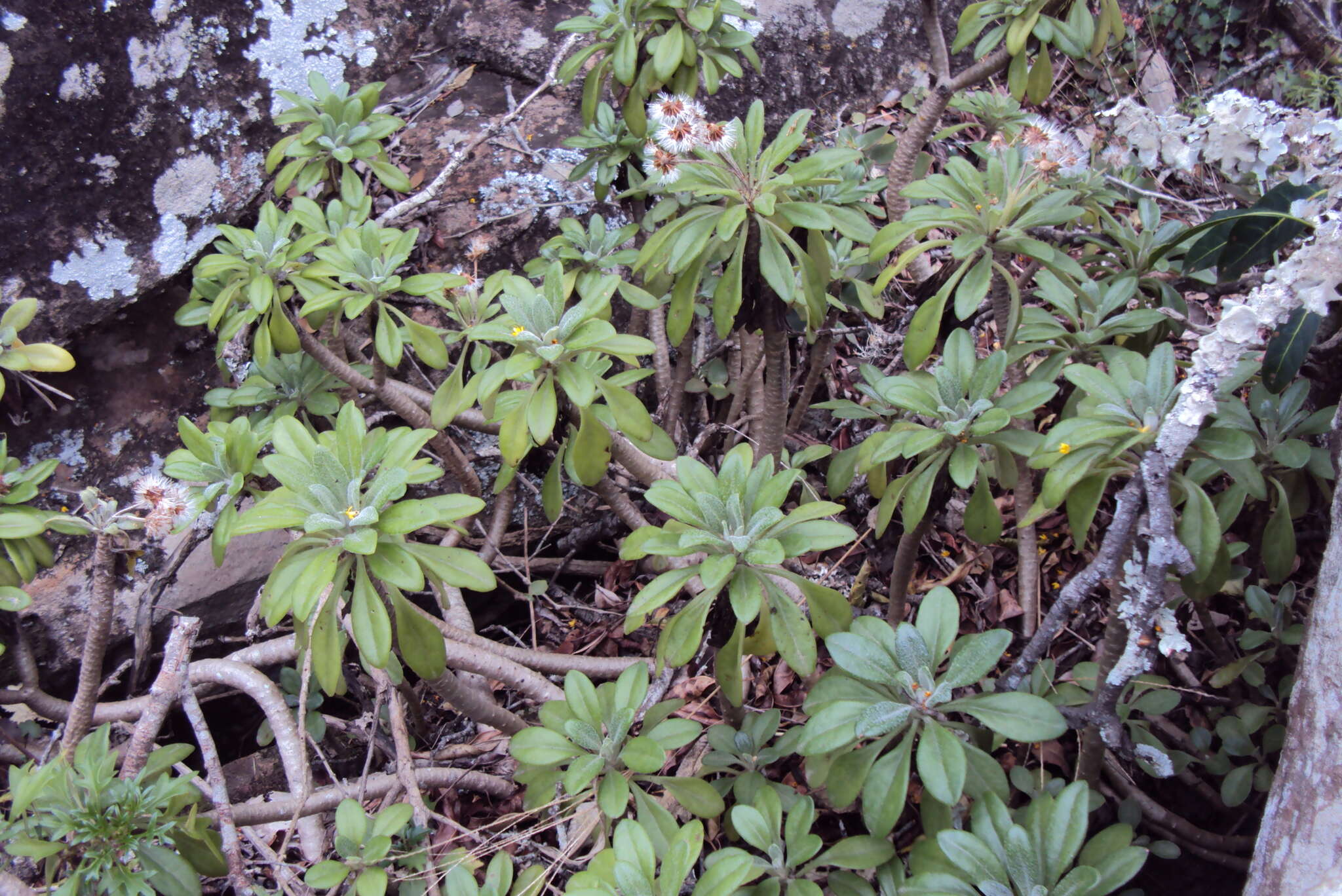 Image of Caputia oribiensis (van Jaarsv.) J. C. Manning