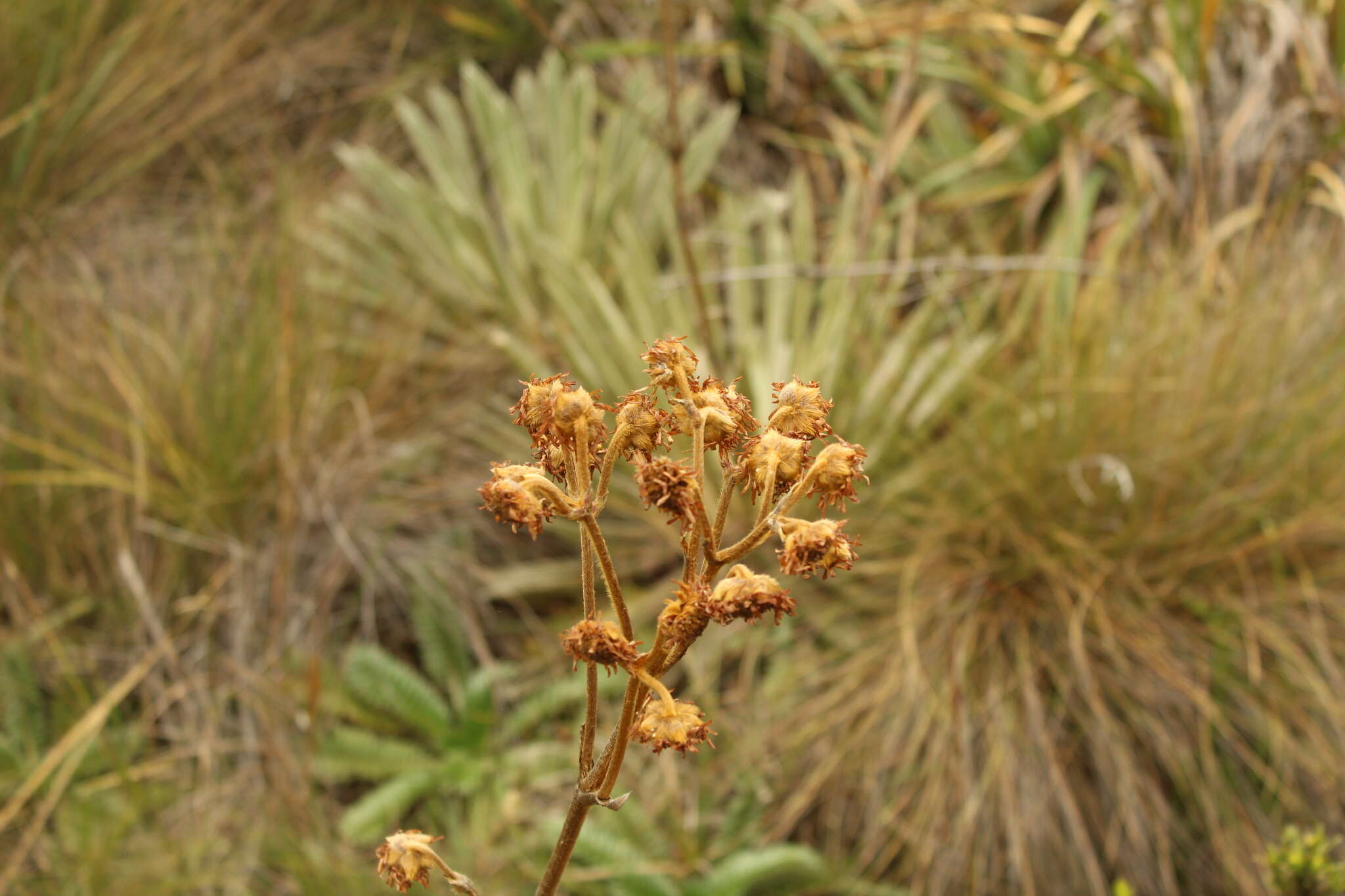 Image of Espeletiopsis muiska (Cuatrec.) Cuatrec.