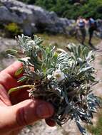 Sivun Achillea ageratifolia (Sibth. & Sm.) Boiss. kuva