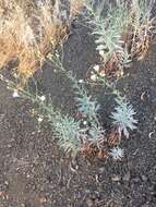 Image of cliff desertdandelion