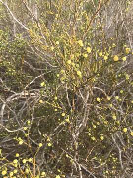 Image of Tetraena madagascariensis (Baill.) Beier & Thulin