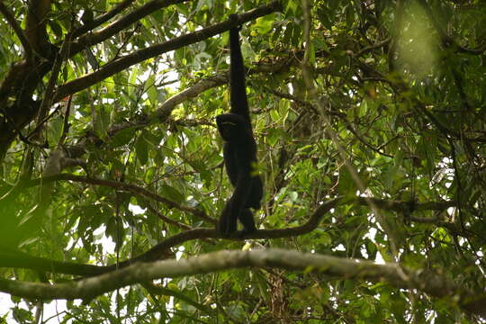 Image of Hoolock Gibbon