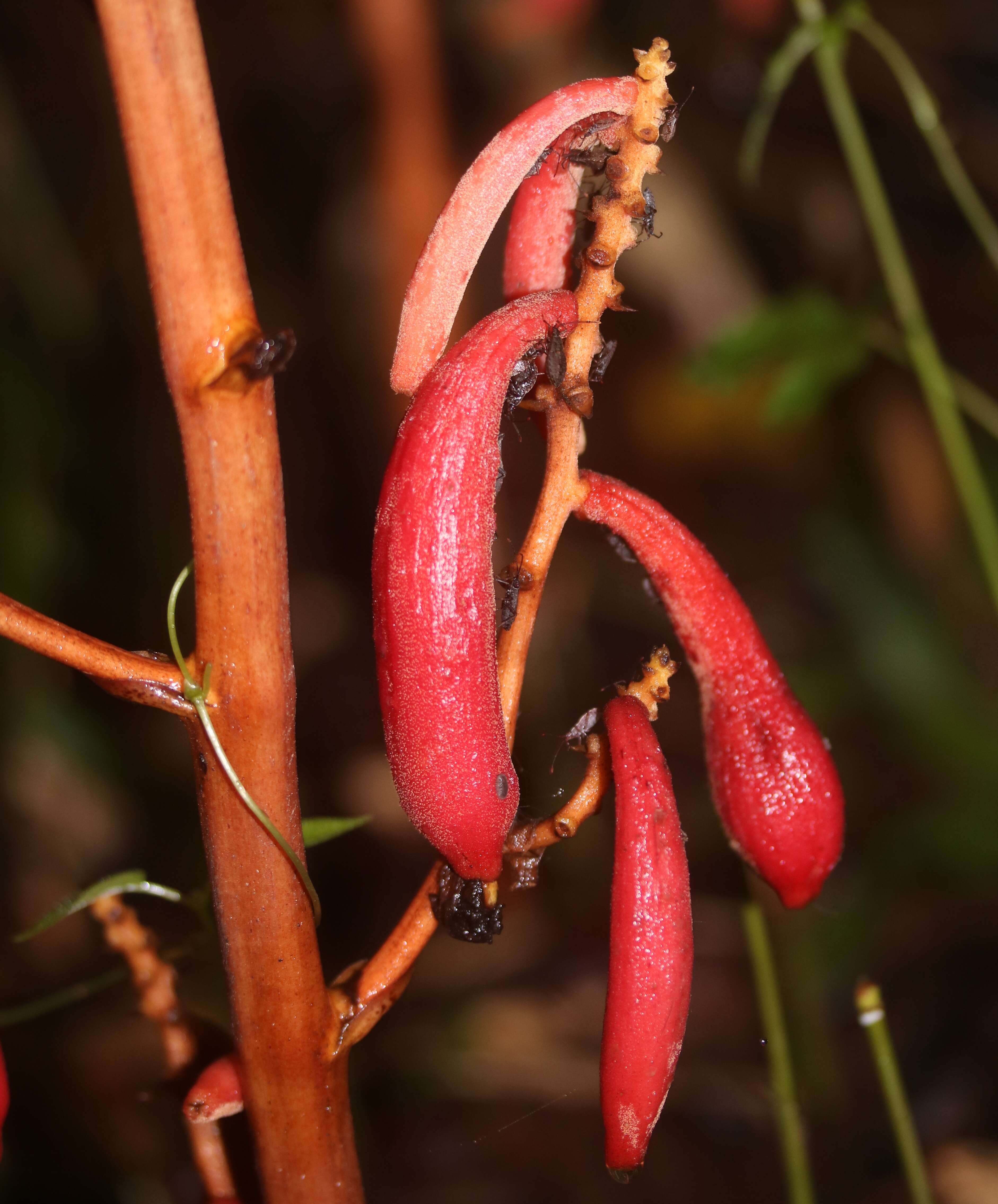 Image of Cyrtosia septentrionalis (Rchb. fil.) Garay